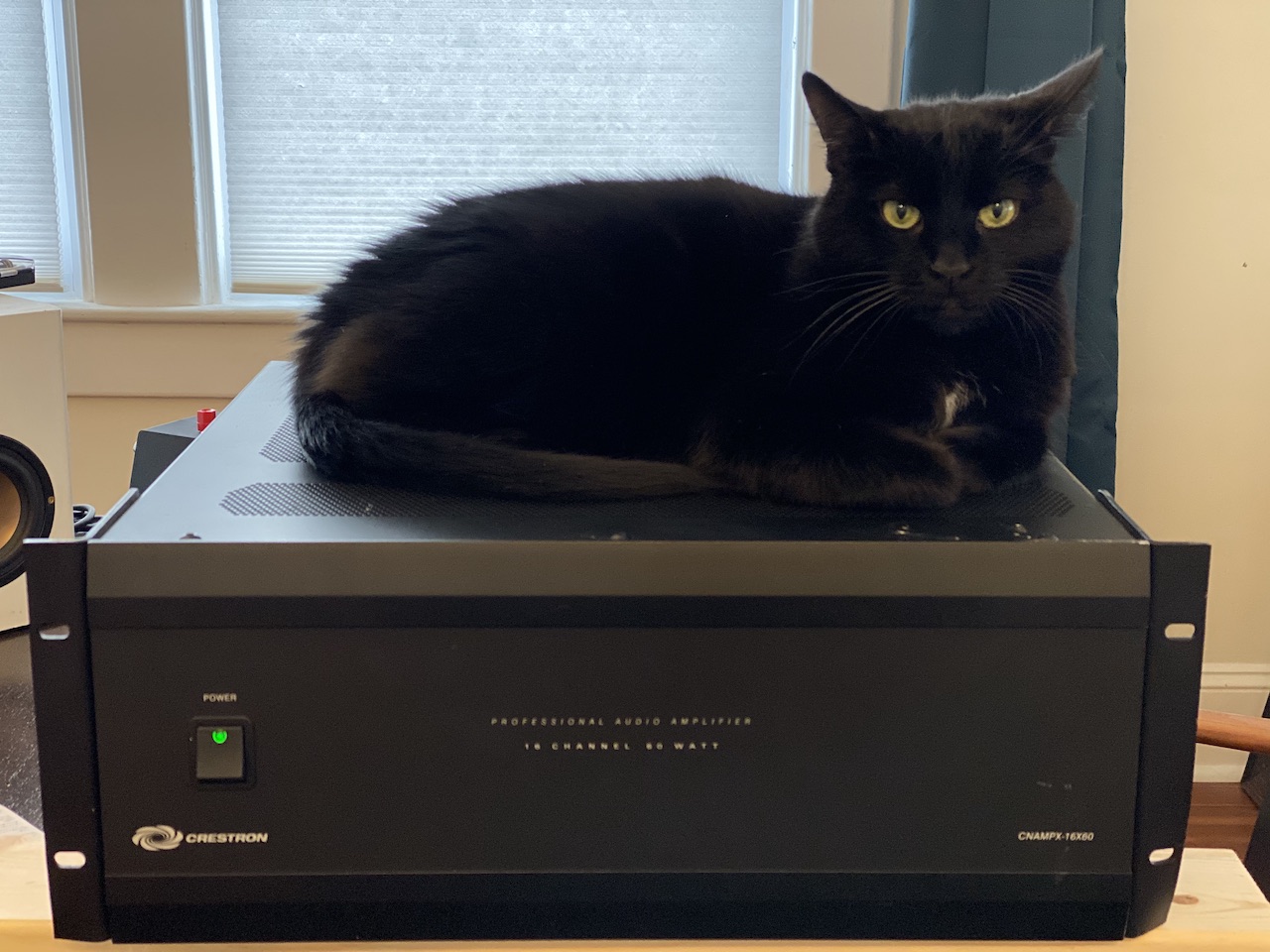 My cat performs the ritual swearing in of new AV gear by sitting on it.